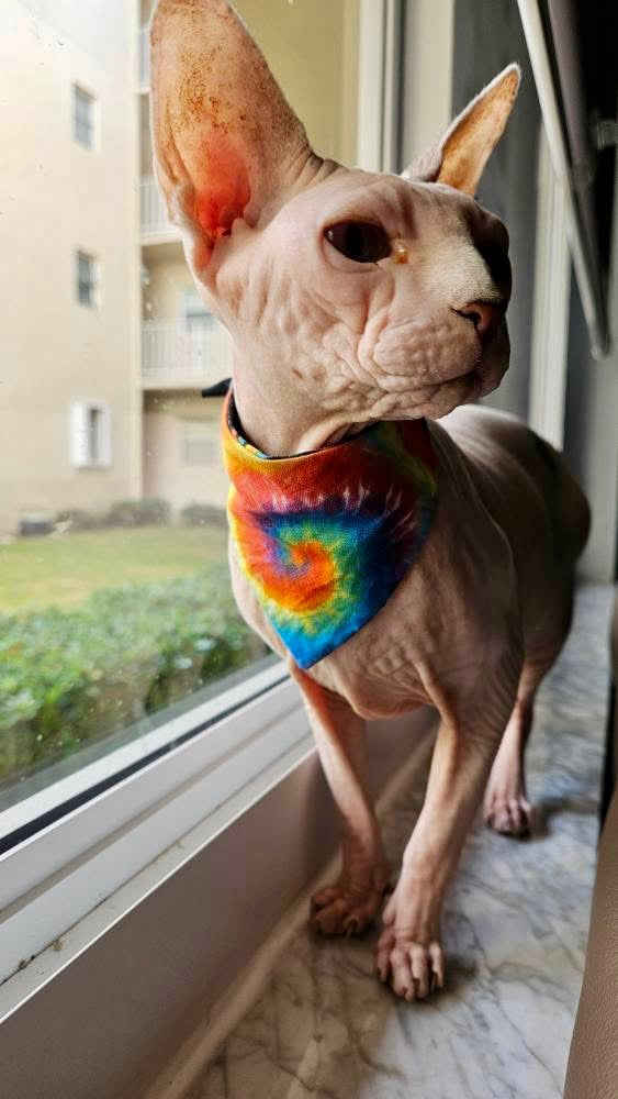 Satine's Kaleidoscope of Colors