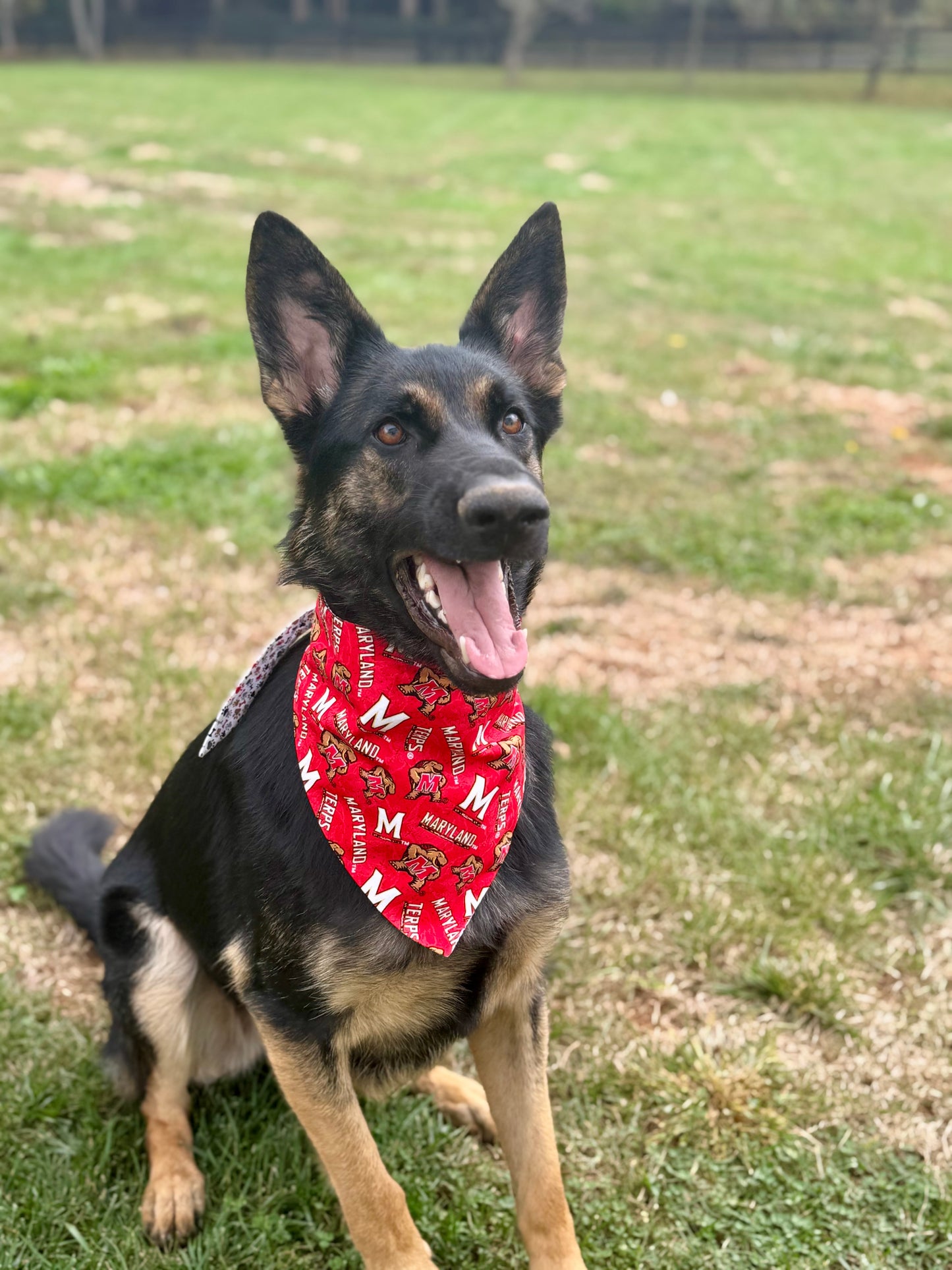 Maya’s Maryland Football Bandana