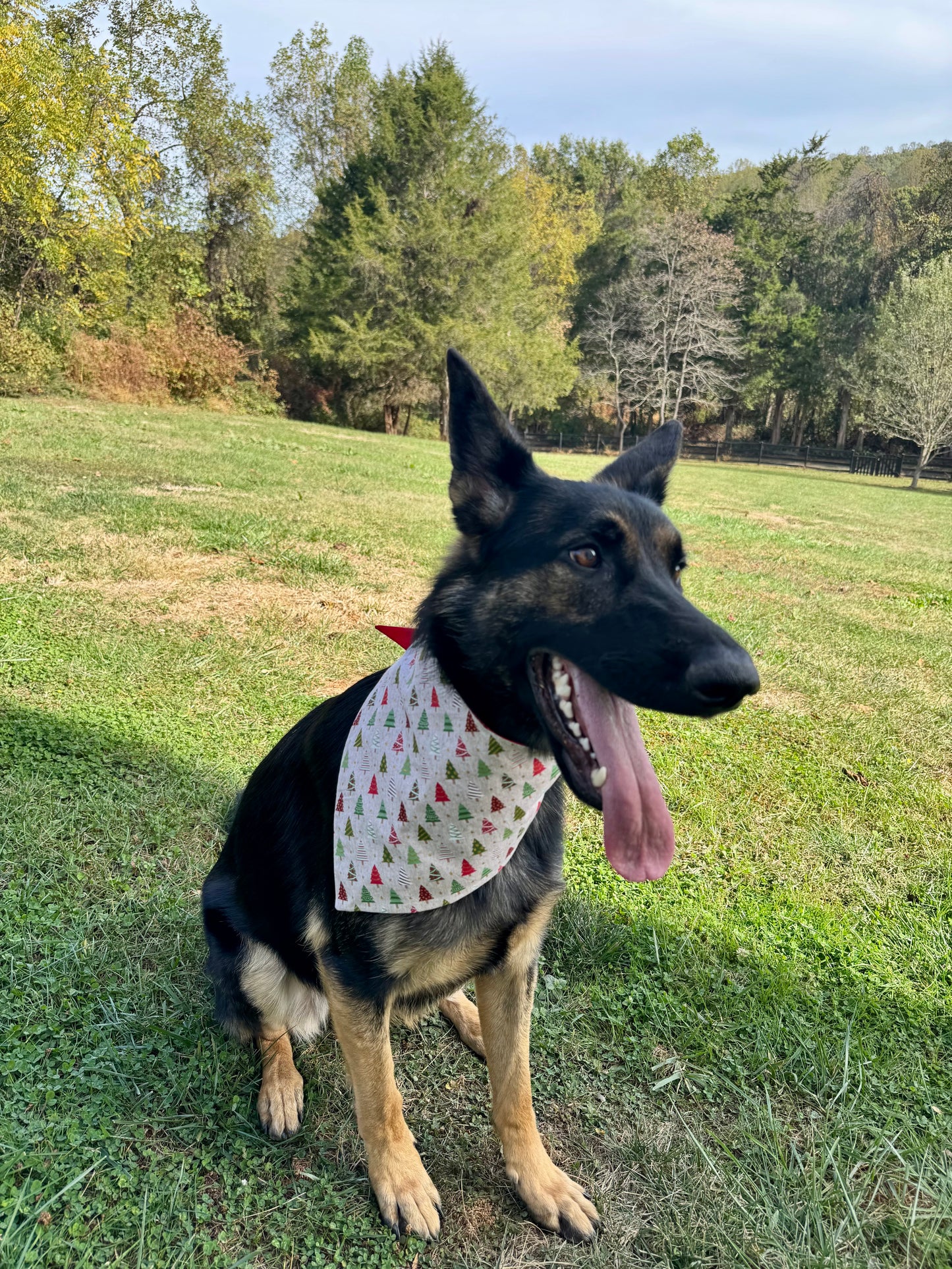 Rockin’ Around Maya’s Tree