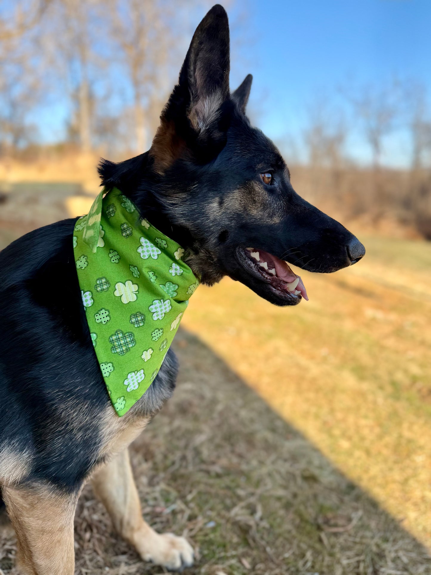 Maya’s Shamrock Splash