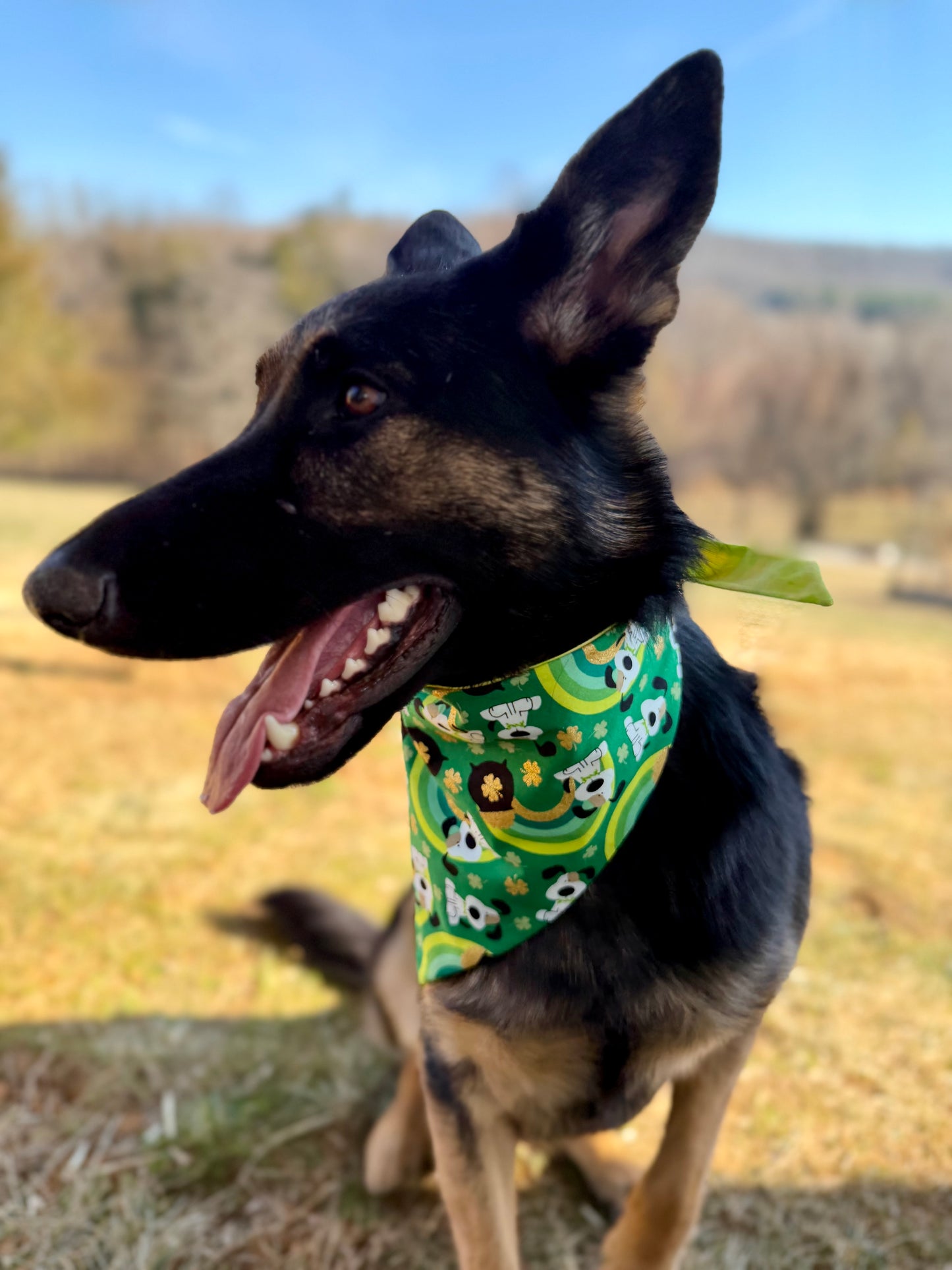 Maya’s St Patrick’s Day
