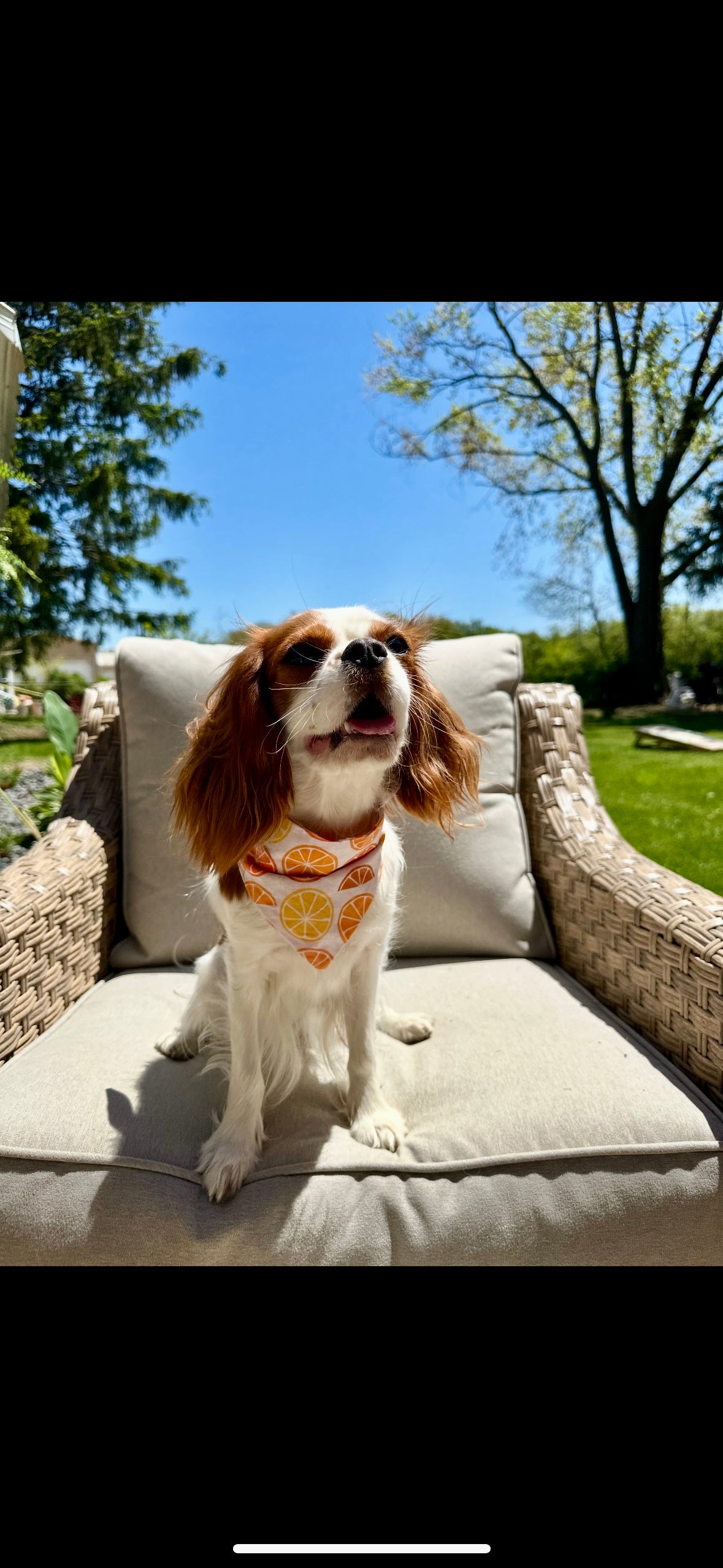 Citrus Carli